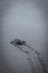 baby sea turtle on the way to freedom or death