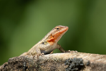 red lizard on a tree