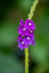 close up of a purple flower
