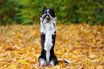 Cute Border Collie dog on leaves in autumn park