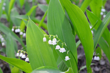 Delicate White Lily of the Valley Flowers in Green Foliage