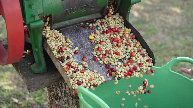 Coffee beans harvest process in Colombia Eje Cafetero region, how is made process