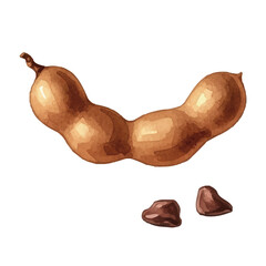 Watercolor-style tamarind illustration