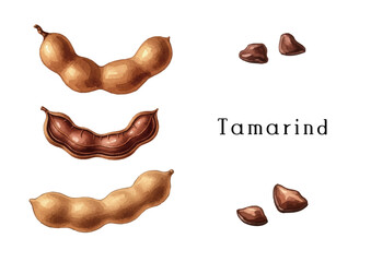 Watercolor-style tamarind illustration