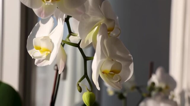 Close-up of elegant white orchids with yellow centers, bathed in sunlight