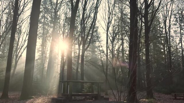 Peaceful morning view of Veluwe forest with soft sunlight filtering through tall trees and gentle mist covering ground creating serene natural atmosphere in tranquil winter woodland setting