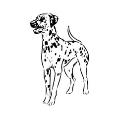 Dalmatian dog, vector sketch