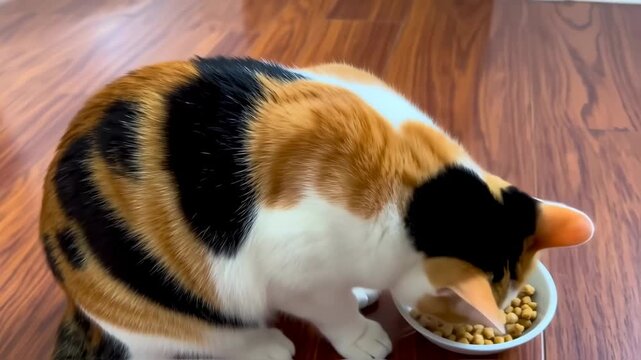 A calico cat eats from a small bowl on a wooden floor, focused on food