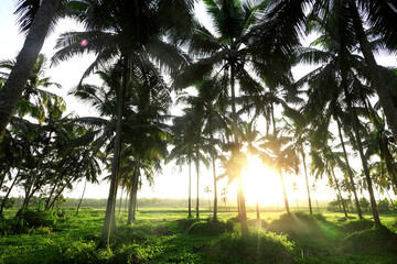 Beautiful scenery with coconut trees in the background
