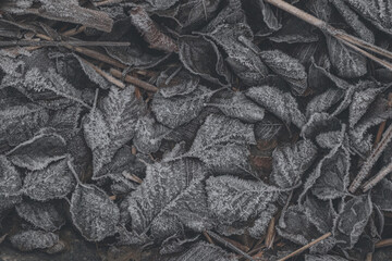 Frosted leaves cover the ground in a quiet winter landscape during early morning hours
