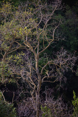 Twisted limbs cast brooding silhouettes amid quiet woodland
