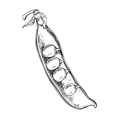 A detailed hand drawn illustration of one half of an open pod of green pea containing several round peas inside. The botanical style vector illustration. Painted by black inks. Sketch with fine lines