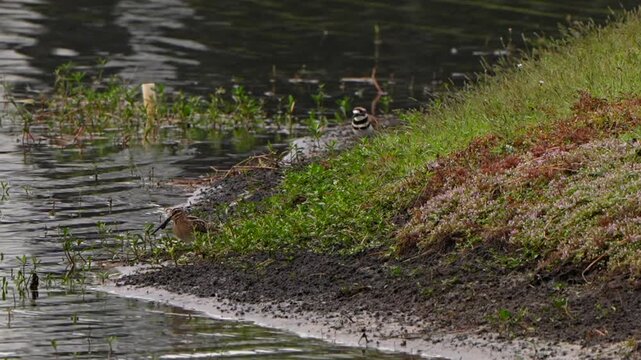 Wilson's snipe foraging with a killdeer in the background