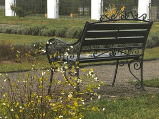 Park Bench Beside Snowberry Bush in a Calm Autumn Setting