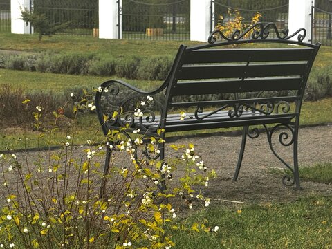 Park Bench Beside Snowberry Bush in a Calm Autumn Setting