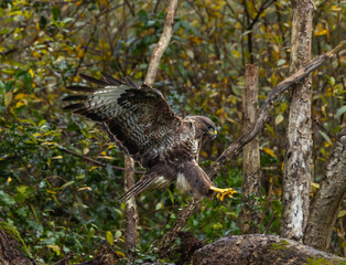 Common buzzard - Buteo buteo
