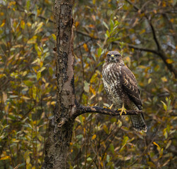 Common buzzard - Buteo buteo