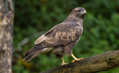 Common buzzard - Buteo buteo