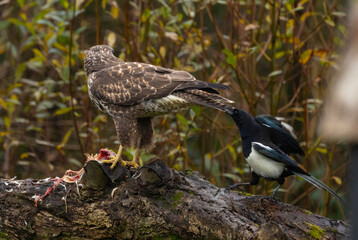 Common buzzard - Buteo buteo