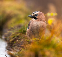 Eurasian Jay - Garrulus glandarius