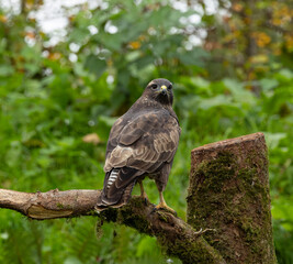 Common buzzard - Buteo buteo