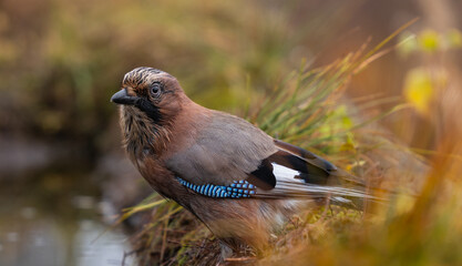 Eurasian Jay - Garrulus glandarius