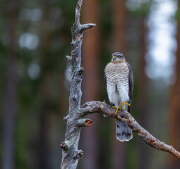 Eurasian sparrowhawk -  Accipiter nisus