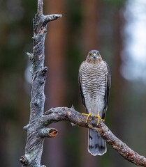 Eurasian sparrowhawk -  Accipiter nisus