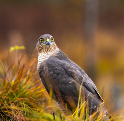 Eurasian sparrowhawk -  Accipiter nisus