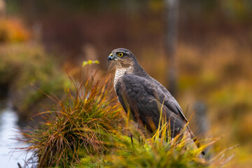 Eurasian sparrowhawk -  Accipiter nisus