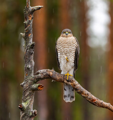 Eurasian sparrowhawk -  Accipiter nisus