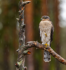 Eurasian sparrowhawk -  Accipiter nisus