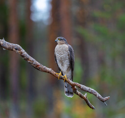 Eurasian sparrowhawk -  Accipiter nisus