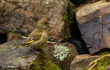 Greenfinch - Chloris chloris