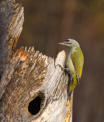 Grey headed woodpecker - Picus canus