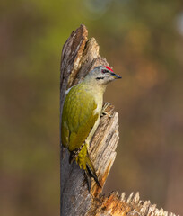 Grey headed woodpecker - Picus canus