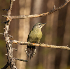 Grey headed woodpecker - Picus canus