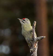 Grey headed woodpecker - Picus canus