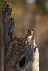 Red squirrel - Sciurus vulgaris