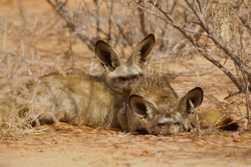 pair of bat-eared fox close together