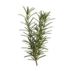 Fototapeta premium Rosemary isolated on white background, Top view, generative aitransparent background