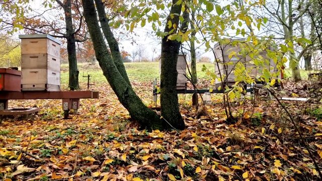 all-wood pine wood hives connected by a serrated joint. roof of galvanized sheet metal in the park under the hazel bushes. the beekeeper has the color of the queen bee marking on the hive