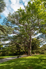Crimean pine, or Pallas Pine (Latin Pinus nigra subsp. pallasiana) against a blue sky on a clear sunny day. Flora is the nature of a plant.