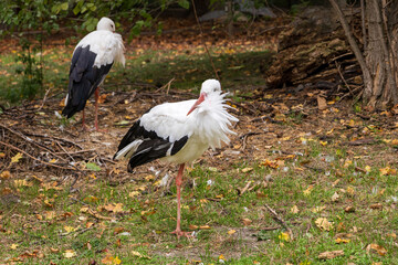 White stork with red beak standing on one leg grooming, with other bird in soft focus background, Budapest, Hungary