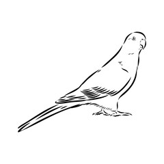 King parrot, vector sketch