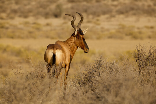 red hartebeest, side profile showing characteristic curving horns 555
