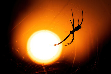 A spider hangs from its web in silhouette against the fiery orange glow of a sunset, creating a striking and dramatic scene.