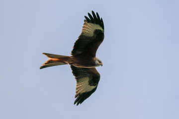 Red Kite in Flight