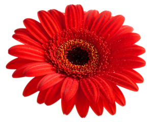 A vibrant, close-up view of a red daisy flower with a dark center
