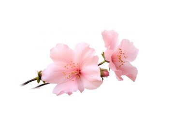 Pink flower blossom petal plant.